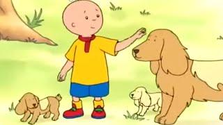 Caillou and the Dog Family  Caillou Cartoon