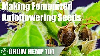 Autoflower Female Hemp Plant Self-Pollenates to Make Seeds