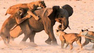 The Baby Elephant Left His Mother And Fell Into The Clutches of Lions