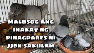 MALUSOG ANG INAKAY NA PINAGPARES NI JJBK SAKULAM Reggie Cruz Loft & Aviary #reggiecruzloftandaviary