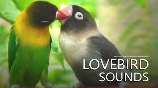 Lovebirds Sounds - Agapornis Personatus - Green and Black Personata