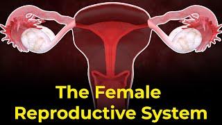 Female reproductive system parts and functions  Ovulation process  Menstrual Cycle