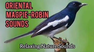 Oriental Magpie-Robin Sounds