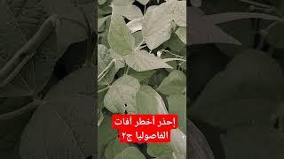 إحذر أخطر آفات الفاصوليا الجزء الثانى وإزاى تتعامل معاها #لاتنسوا_الاشتراك_في_القناة_وتفعيل_الجرس