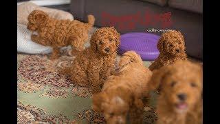 Cavoodle dogs playing & barking with their 7.5 week old puppies - make you laugh out loud