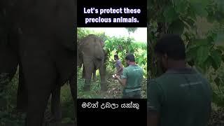 lets protect these precious animals #animals #wildsrilanka #wildanimals #srilankanwildlife