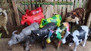 WADIDAW.. MENEMUKAN SAPI BERKEPALA KUDA SAPI LUCU SAPI LIMOUSIN KERBAU LUCU  PROSES POTONG SAPI