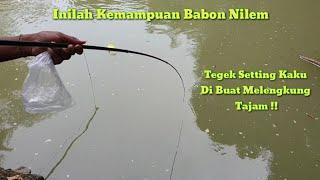 Mancing Babon Nilem Tegek Setting Kaku Melengkung Tajam