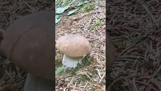 Porcini di settembre  #boletus #mushroom #fungi