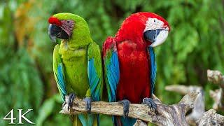 4K Breathtaking Colorful Birds of the Rainforest 2 Wildlife Nature Film + Jungle Sounds 90 Minutes