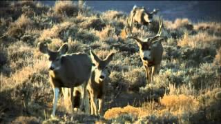 Wild Mule Deer Herd Reunion  Nature on PBS