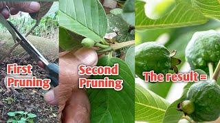 How to get guava plants to flower & produce fruit with pruning