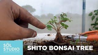 Shito Bonsai Tree    Premna Microphylla