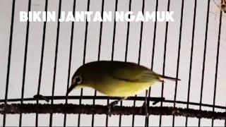 Pleci betina gacor birahi manggil jantan