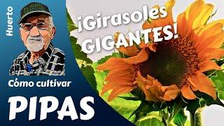 GIRASOL GIGANTE  el cultivo completo. ¡PIPAS PARA TODOS también para mis pájaros.