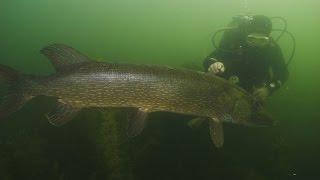 Riesenhecht 130cm vom Glienicker See in Berlin - big northern pike