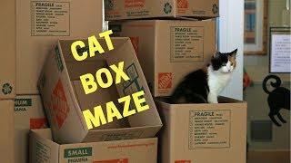 CAT BOX MAZE FOR SHELTER CATS