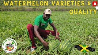 Watermelon Varieties & Quality Explained  Different Types Of Watermelons