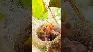 white spiderfeeding  Day 4 EP 139