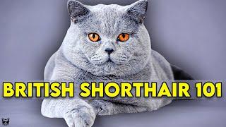 British Shorthair Cat 101 - Learn EVERYTHING About Them