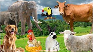 Farm Animal Sounds Sheep Cat Dog Cow Chicken Rabbit - Animal Videos