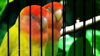 Rosy-Faced Lovebird Sounds 4 Hours - Red-Headed Lutino Opaline & Red-Headed Green Opaline