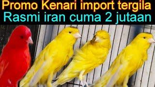 PROMO KENARI IMPORT TERGILA  KENARI RASMI IRAN CUMA 2 JUTAAN DI PASAR BURUNG PRAMUKA HARI INI