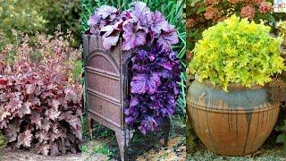 31 Best Heuchera Varieties  Different Types of Heucheras