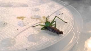 Neobarrettia spinosa 3rd instar eating a caterpillar