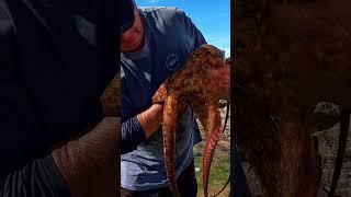 Giant Octopus In Tidepool