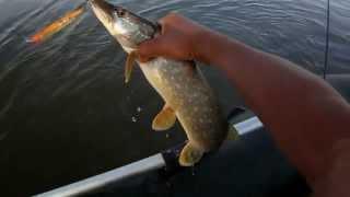 Ловим щуку на HMKL K-0 Wake Minnow 115.Pike Topwater Fishing.