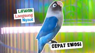 Baru Sebentar Di Putar Suara Burung Lovebird Ngekek Panjang Ini Semua LB Dijamin Ngekek Bersautan