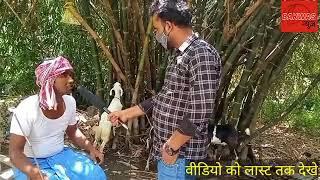 Kali bakri safed  bakri mast comedy