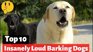 10 Insanely Loud Barking Dogs  Which Breed Has The Loudest Scariest Bark?