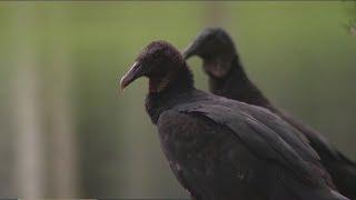 Vulture population experiencing catastrophic decline in Africa Asia
