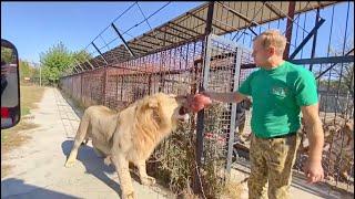 WE FEED young LIONS extremely