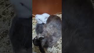 bunny kittens 3 weeks old 25 April 2023