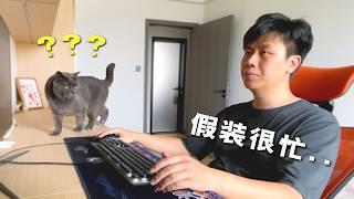 主人回家故意不摸猫，猫会是什么反应？