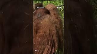 Orangutan Walter der ki kazanan İspanya olacak