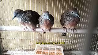 Info Stok dan harga burung terbaru Rabu 3 Juli 2024. Malik Jaya Sepatan