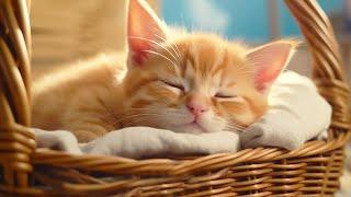 EXTREMELY Soothing Cat Therapy Music - Relax Your Cat Cat Music - Music to Help Your Kitty Sleep