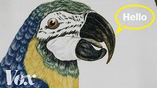 Why parrots can talk like humans
