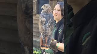 Jakes Molting Journey Red-tailed Hawk #Hawk #MoltingJourney #BirdsOfPrey