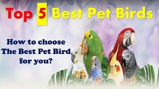 Top 5 Pet Birds  How to choose The Best Pet Bird for you?