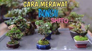 SANGAT MUDAH‼️CARA MERAWAT BONSAI SHITO