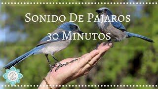  SONIDO DE PAJAROS PARA DORMIR  30 MINUTOS  CANTAR DE LOS PAJAROS - Music Therapy