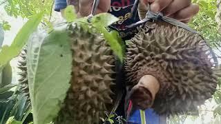 Mukbang durian mrico lokal ngebel Ponorogo maknyus gereng gereng lur