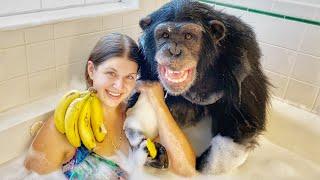 BUBBLE BATH with VALI the CHIMP 