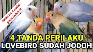 100% PASTI JODOH 4 PERILAKU LOVEBIRD SUDAH BERJODOH