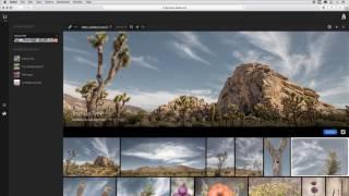 Sharing Web Photo Galleries from Lightroom Web  Adobe Lightroom